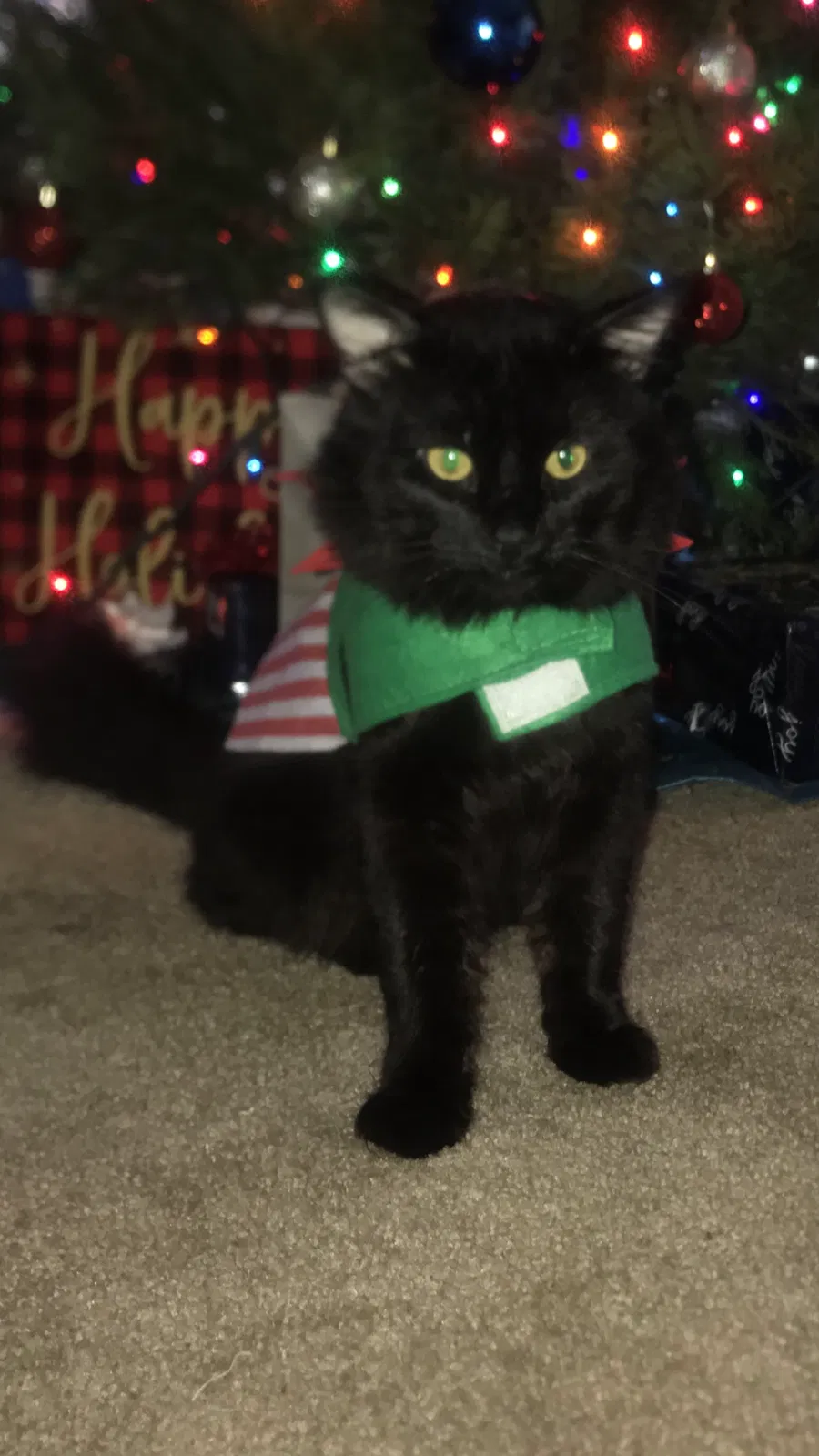 Lost cat in Anaheim, CA, 92806