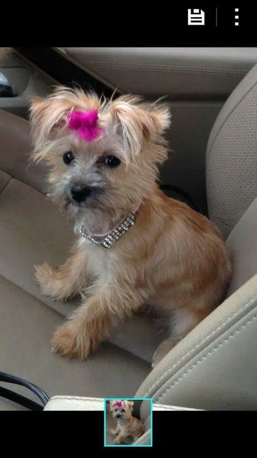 Lost dog in Plainfield, NJ, 7060