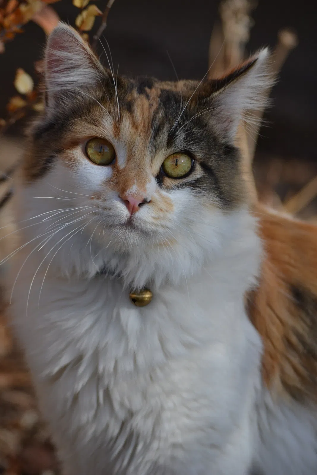 Lost cat in Eagle Mountain, UT, 84005