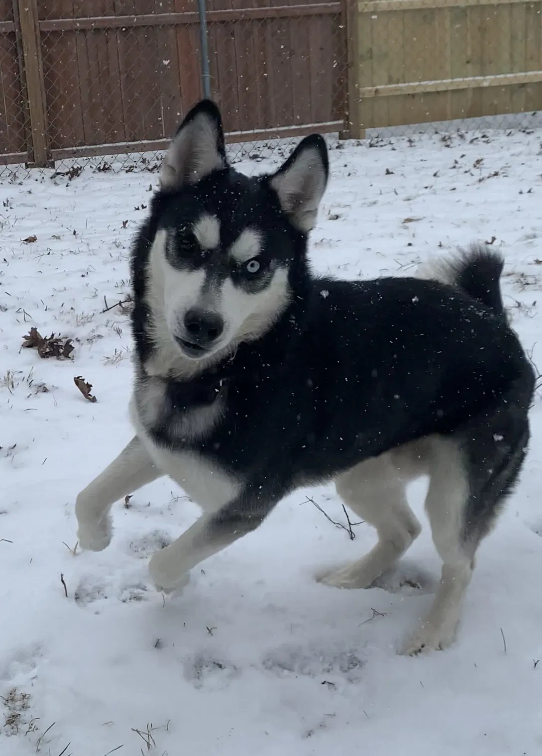 Lost dog in Indianapolis, IN, 46203