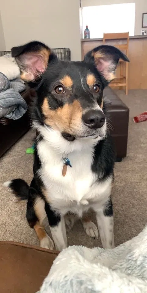 Lost dog in Des Moines, IA, 50313