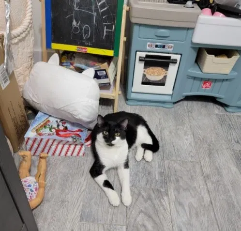 Lost cat in Fort Lauderdale, FL, 33319