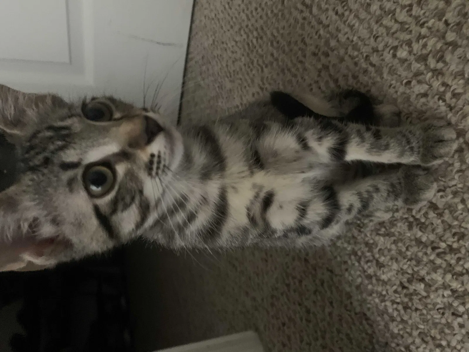 Lost cat in Miami, FL, 33185