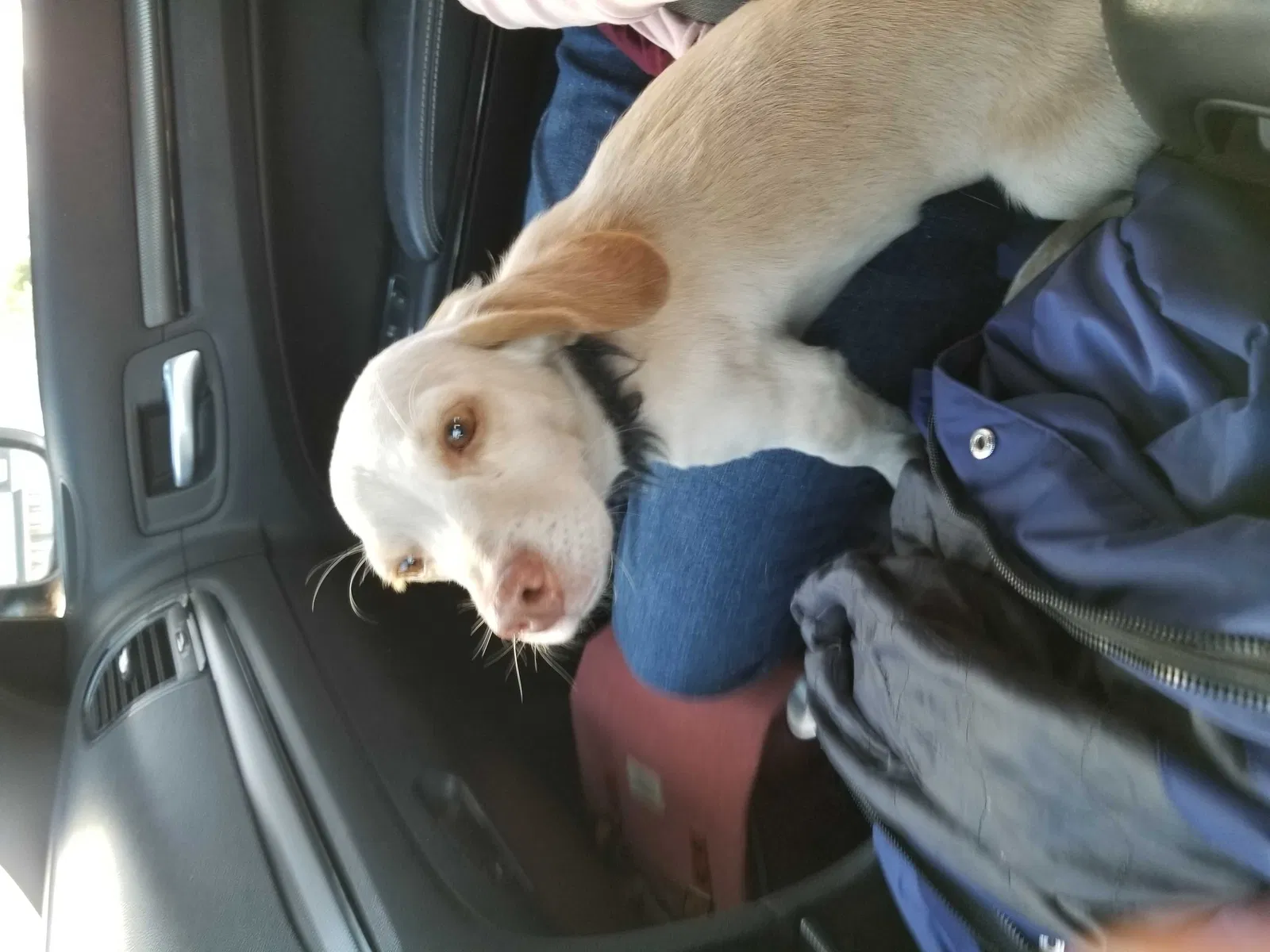 Found dog in Suffolk, VA, 23435