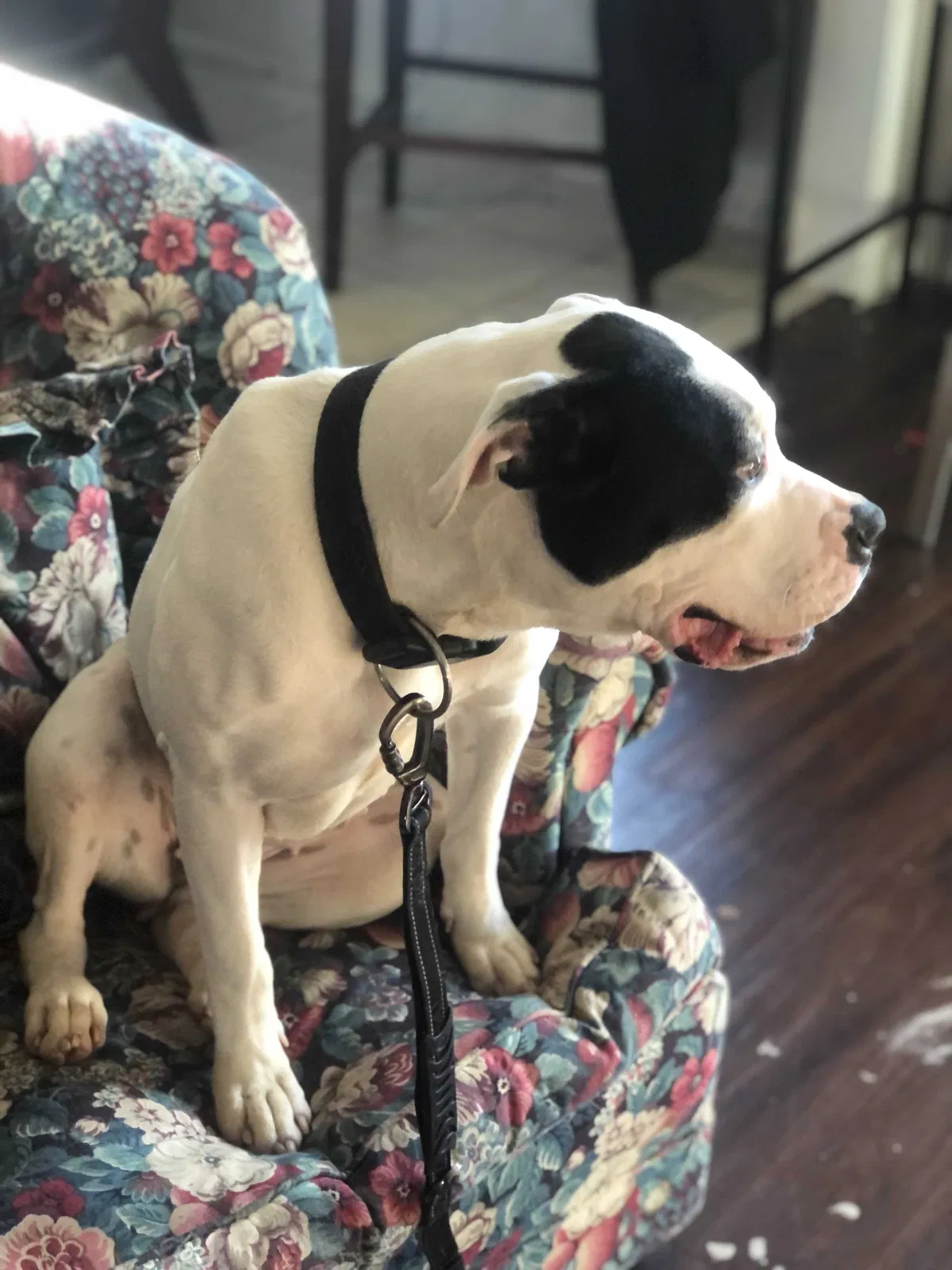 Lost dog in Houston, TX, 77072