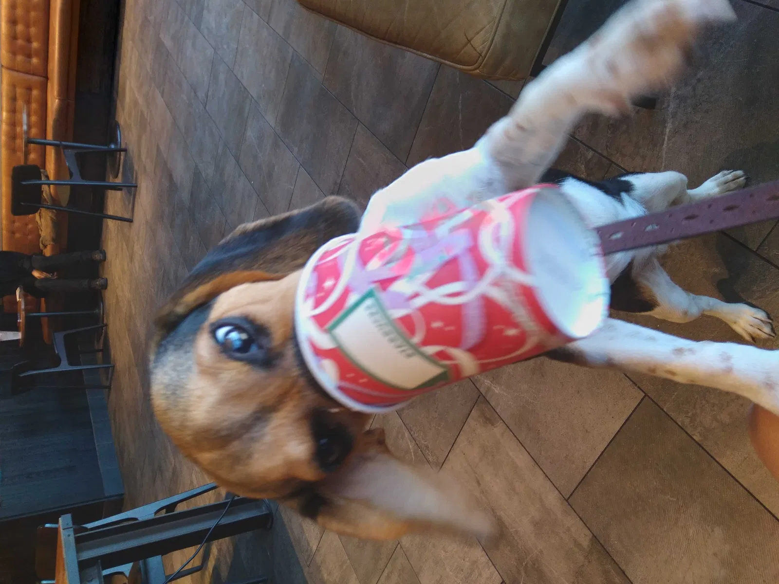 Lost dog in San Antonio, TX, 78229