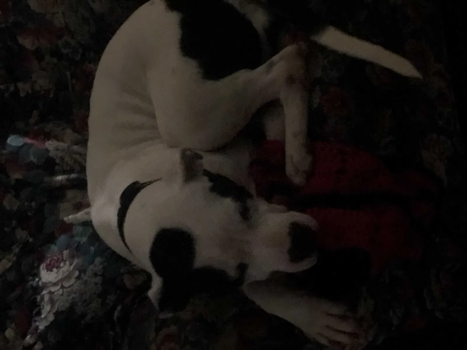 Lost dog in Houston, TX, 77072