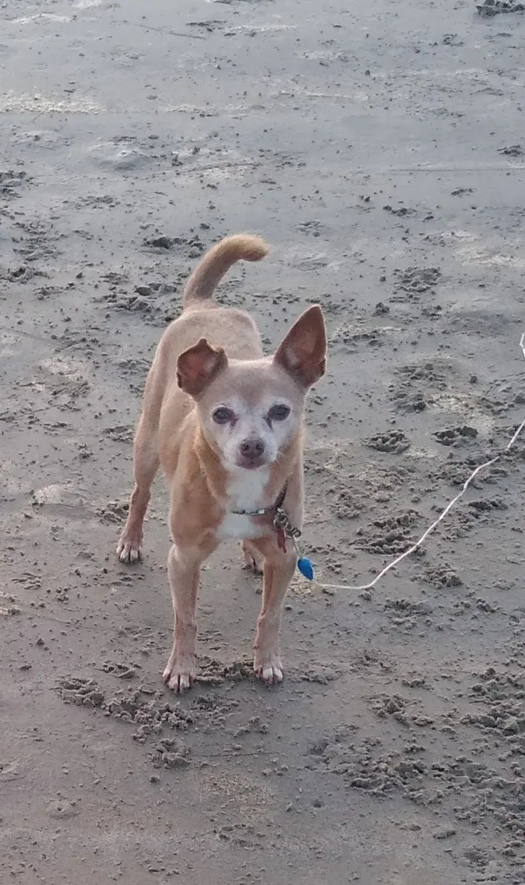 Lost dog in Rockport, TX, 78382