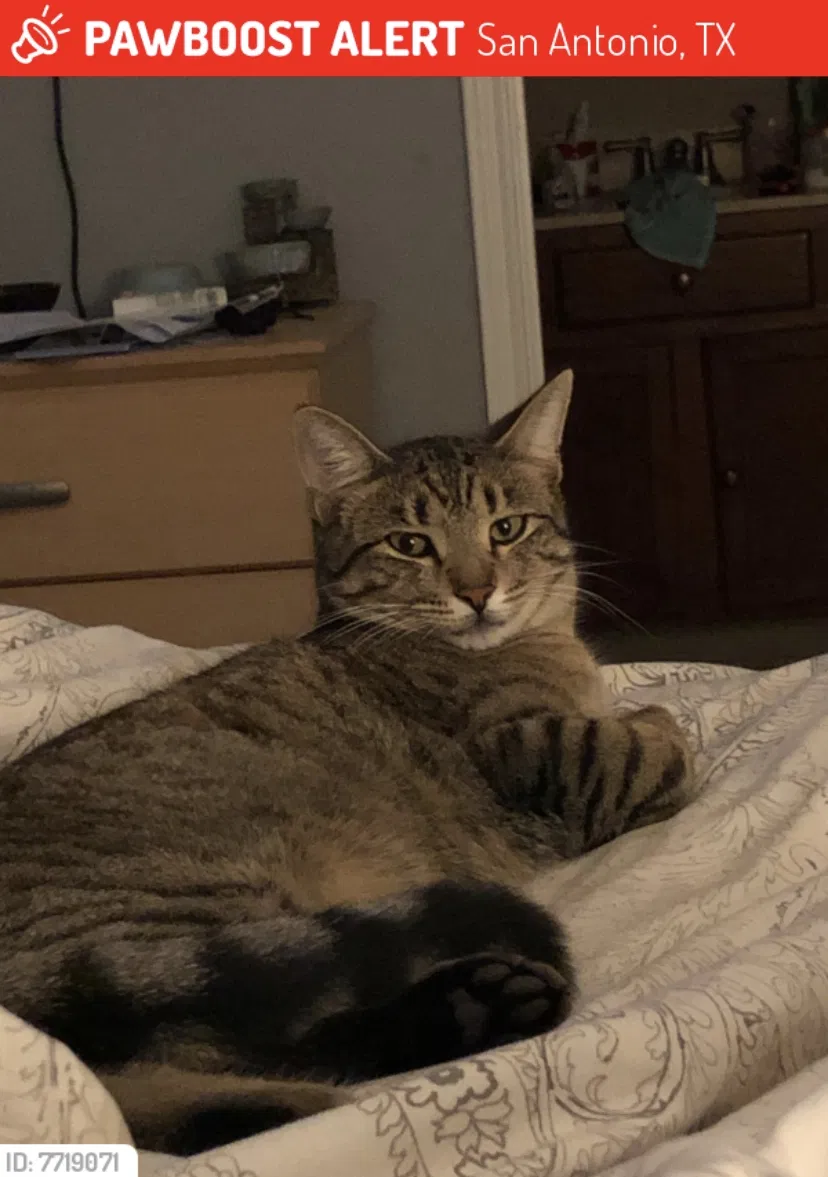 Lost cat in San Antonio, TX, 78247