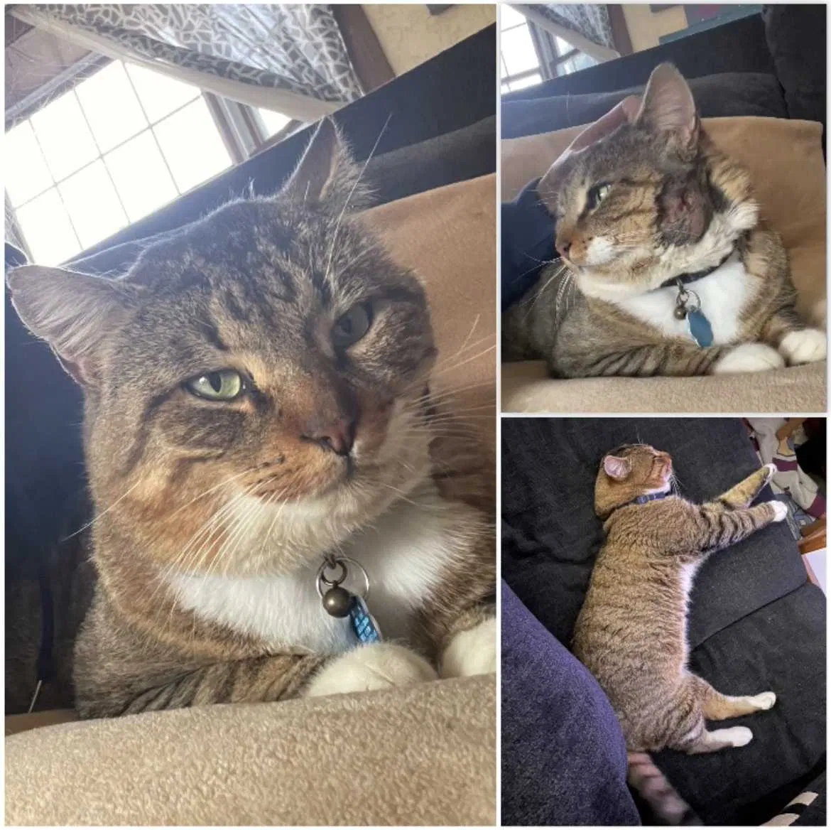 Lost cat in Cumberland, RI, 2864