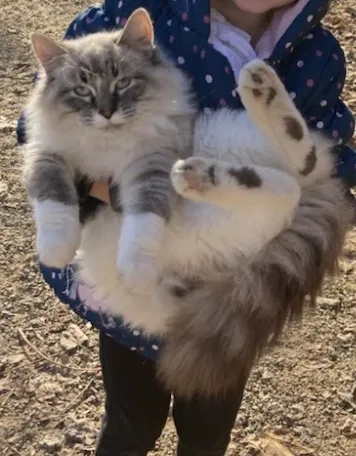Lost cat in Sabula, IA, 52070