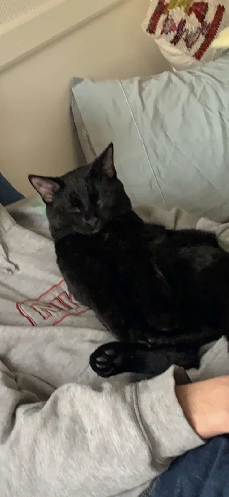 Lost cat in Mchenry, IL, 60050