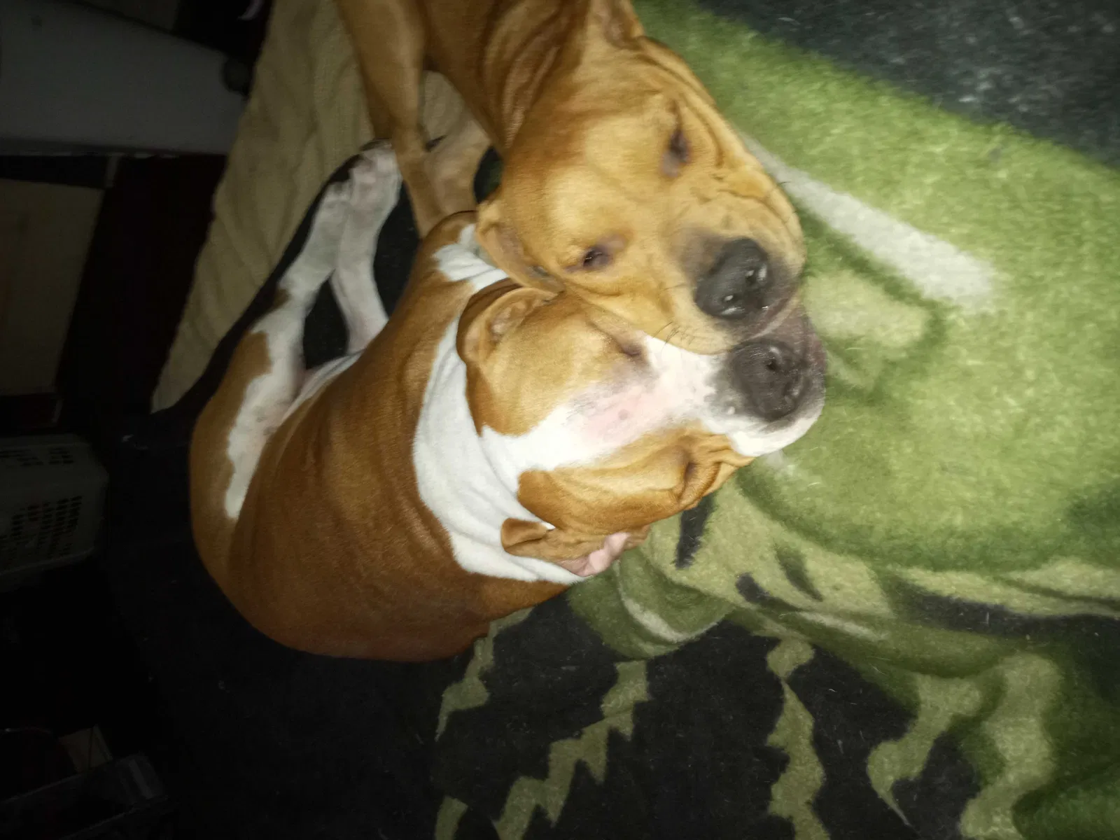 Lost dog in Milford, TX, 76670