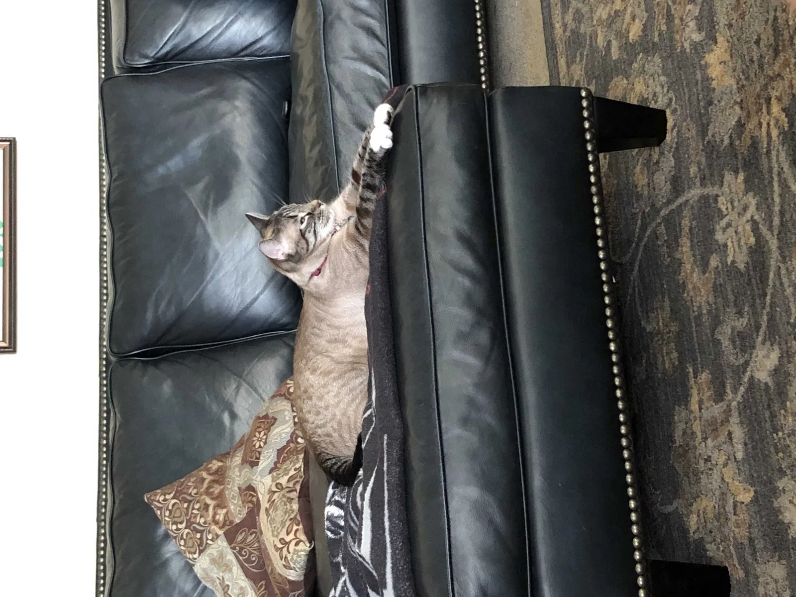 Lost cat in Saint Petersburg, FL, 33710