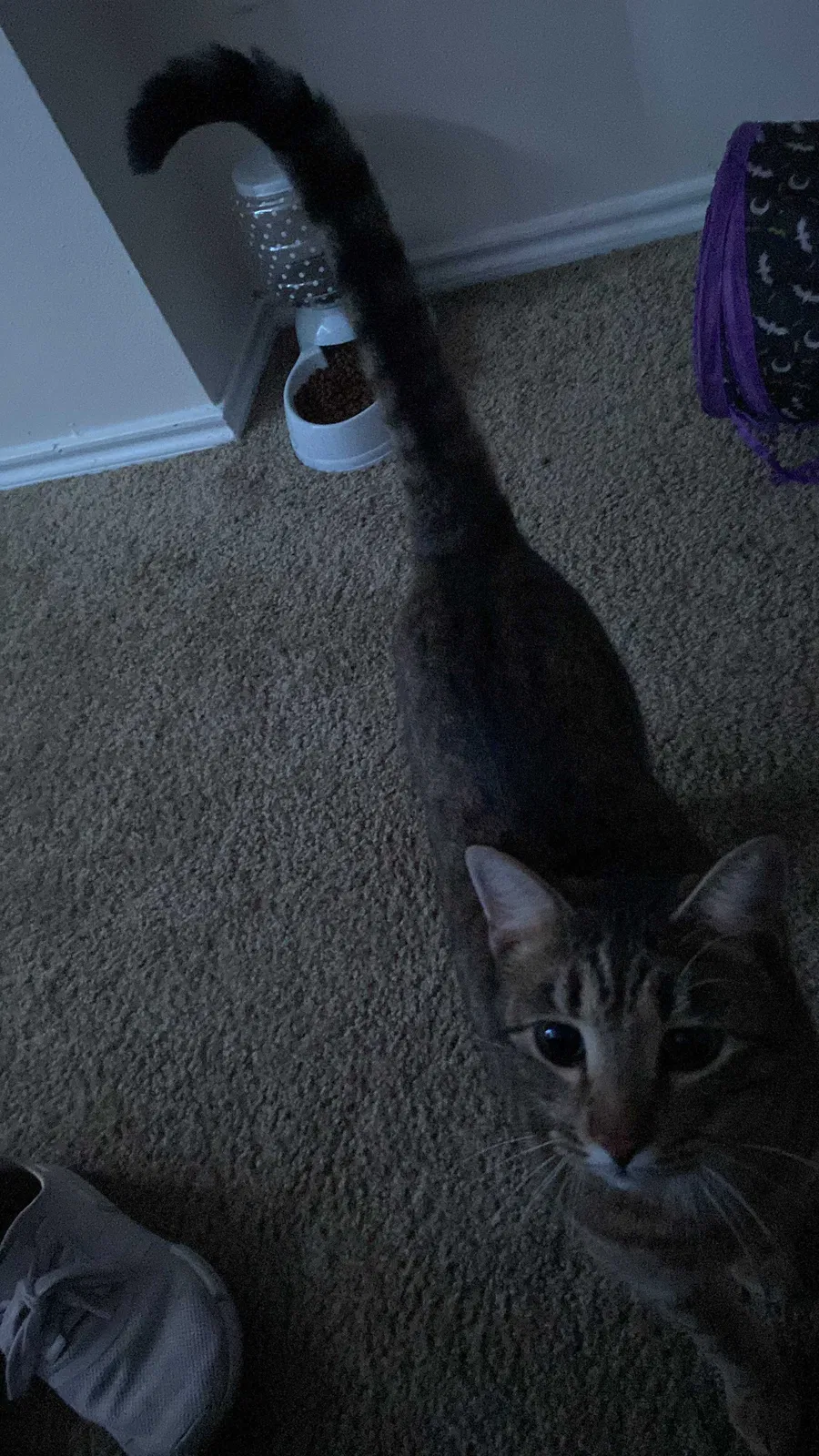 Found cat in Unknown, TX, 0