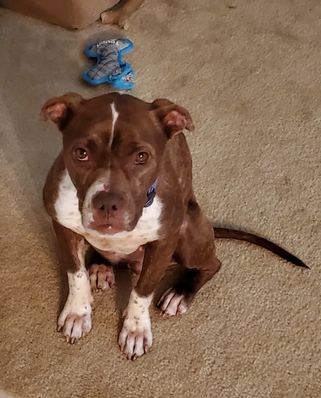 Found dog in Spring, TX, 77373