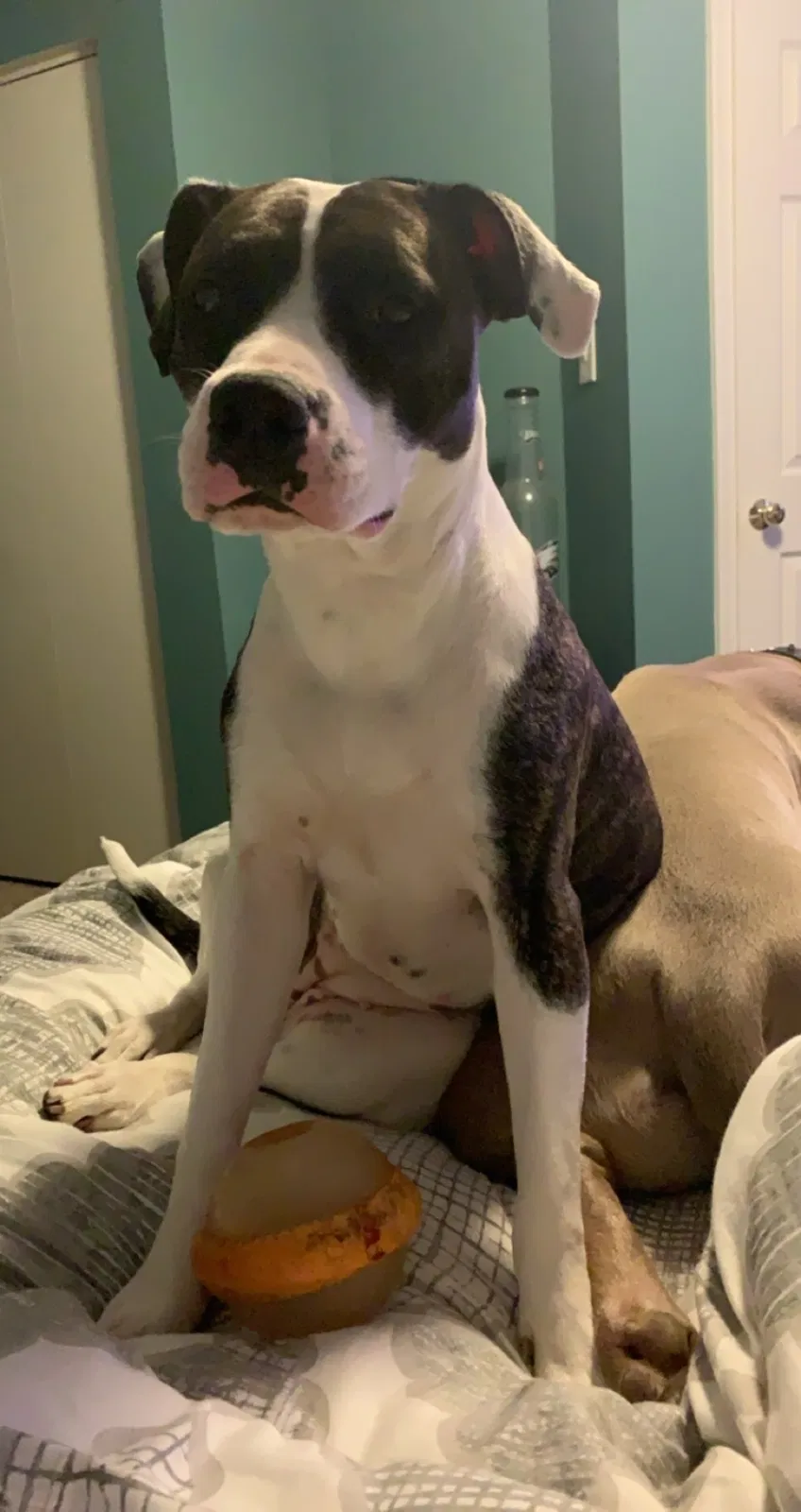 Lost dog in Halethorpe, MD, 21227