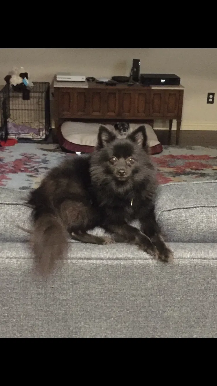 Lost dog in Kemp, TX, 75143