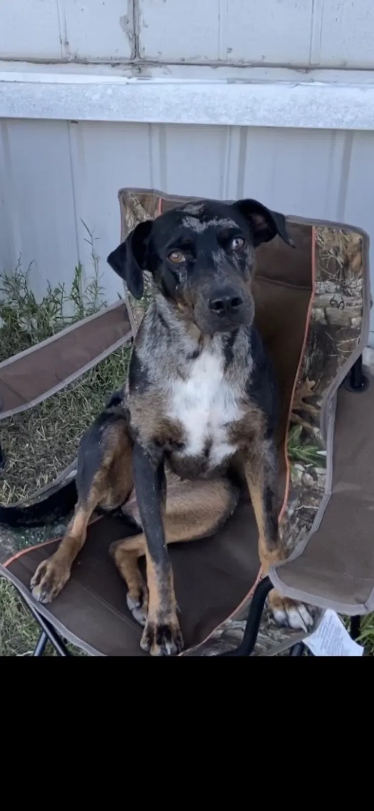 Lost dog in Wellington, KS, 67152