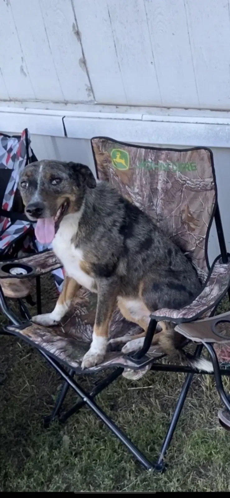 Lost dog in Wellington, KS, 67152