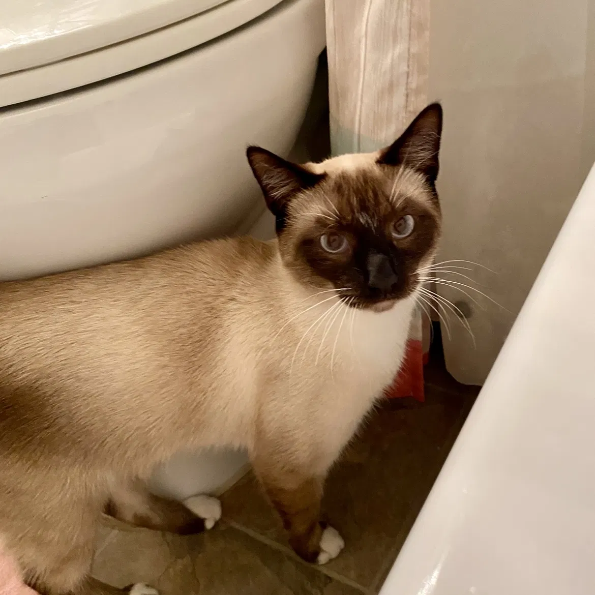 Lost cat in Orange Park, FL, 32073