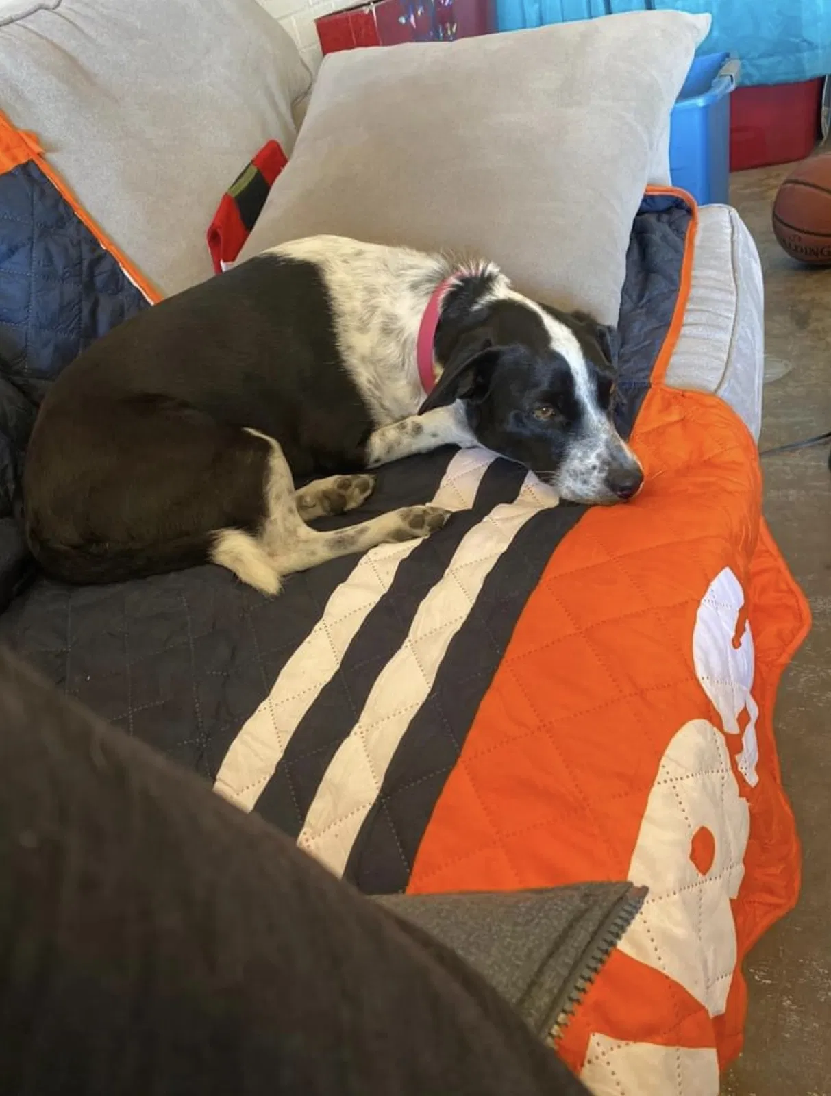 Lost dog in Amarillo, TX, 79111