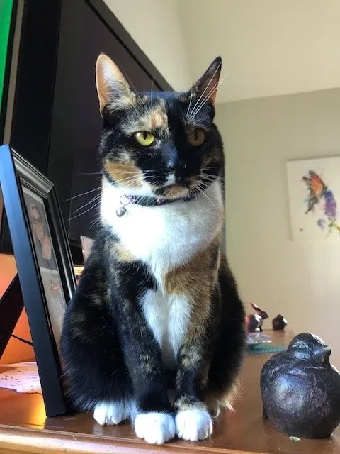 Lost cat in Jupiter, FL, 33469