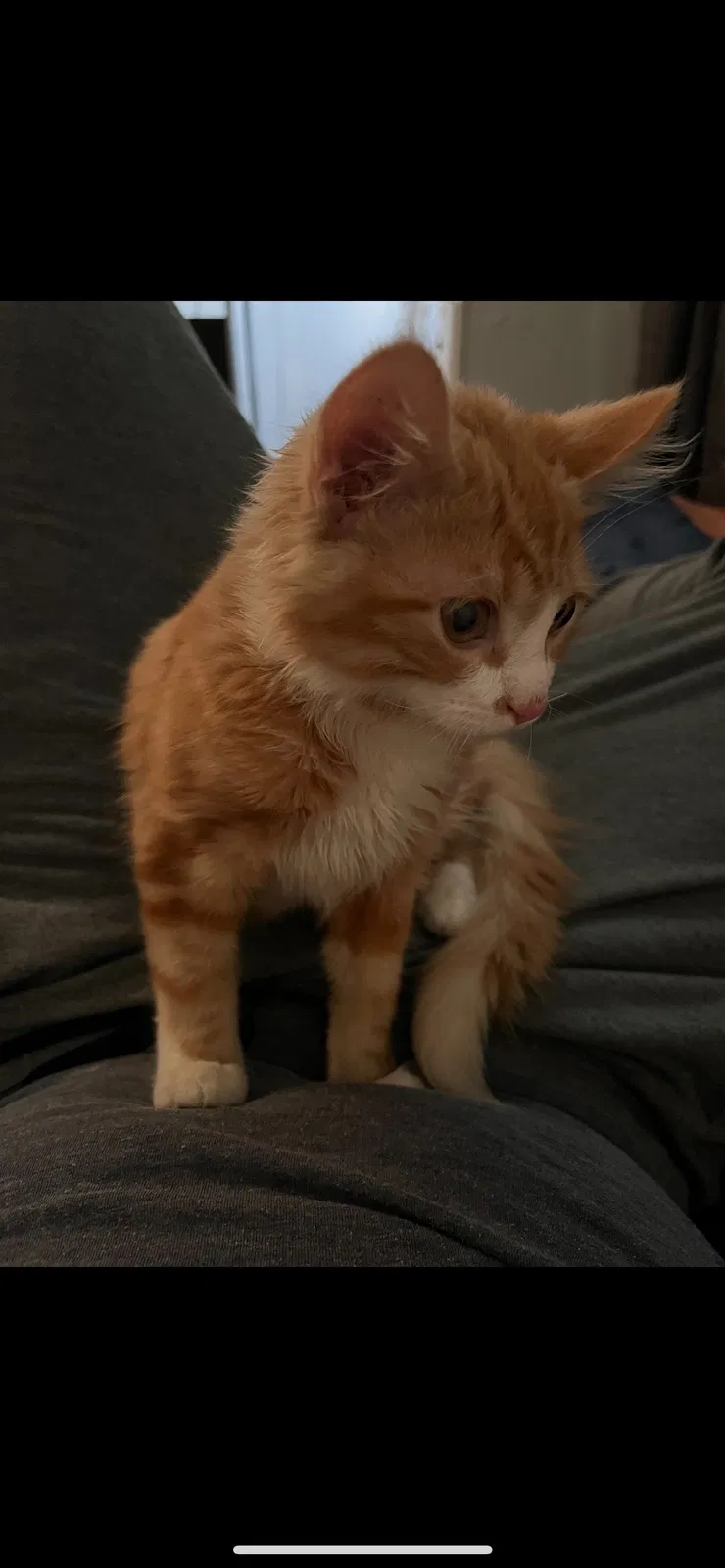 Lost cat in Hayward, CA, 94541