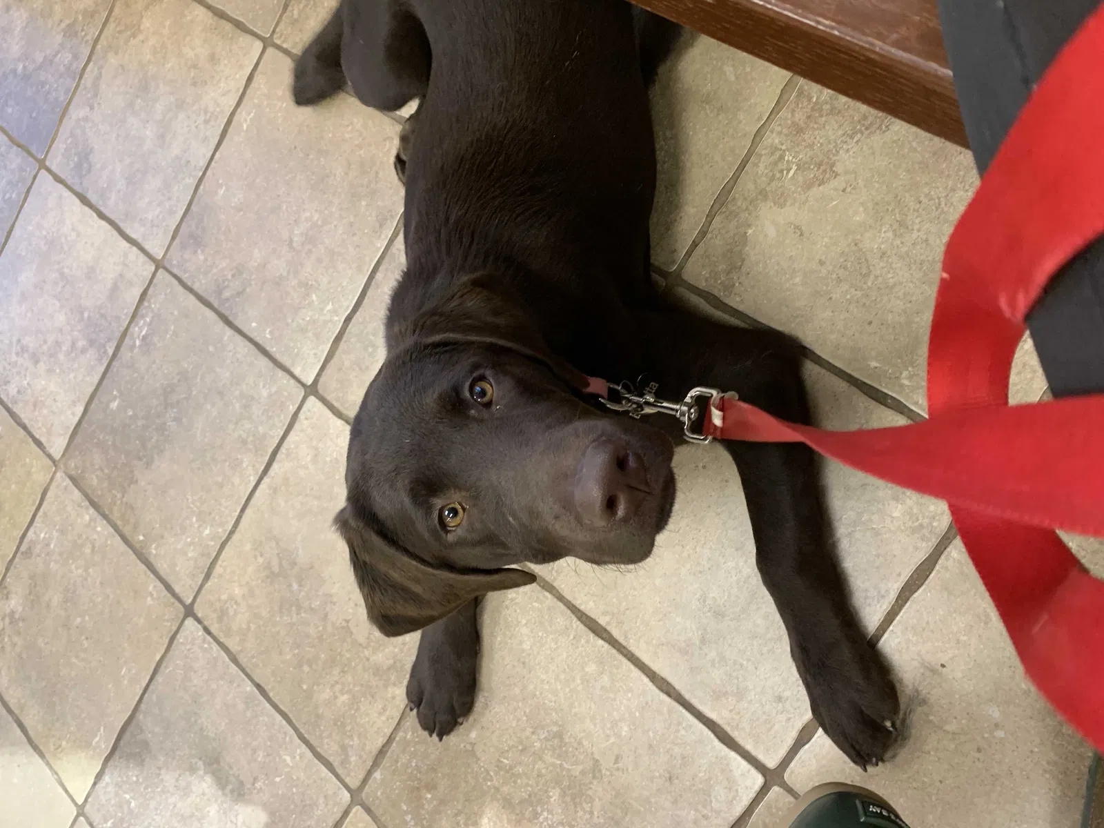Lost dog in Clarksville, TN, 37042