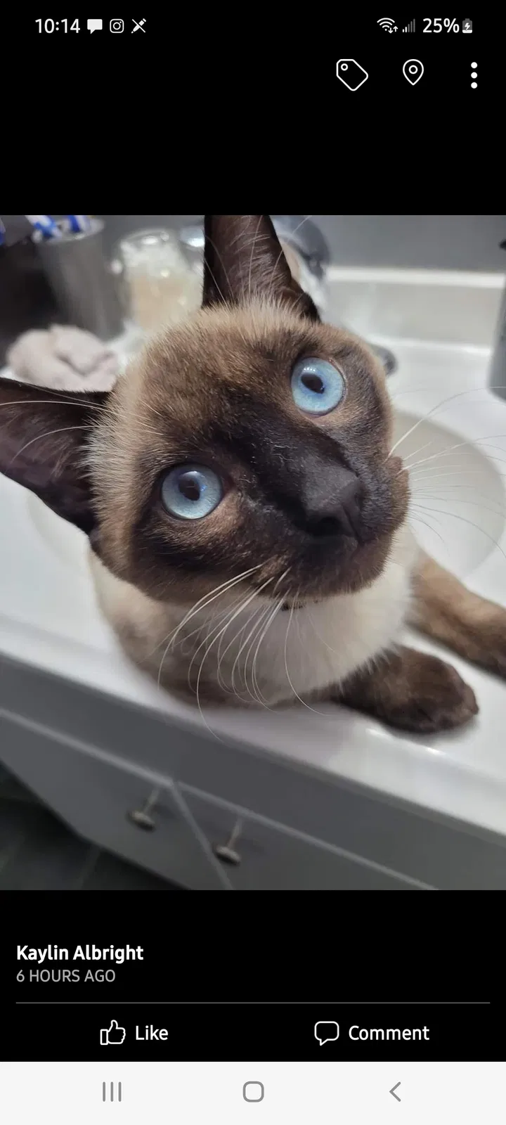 Lost cat in Coos Bay, OR, 97420