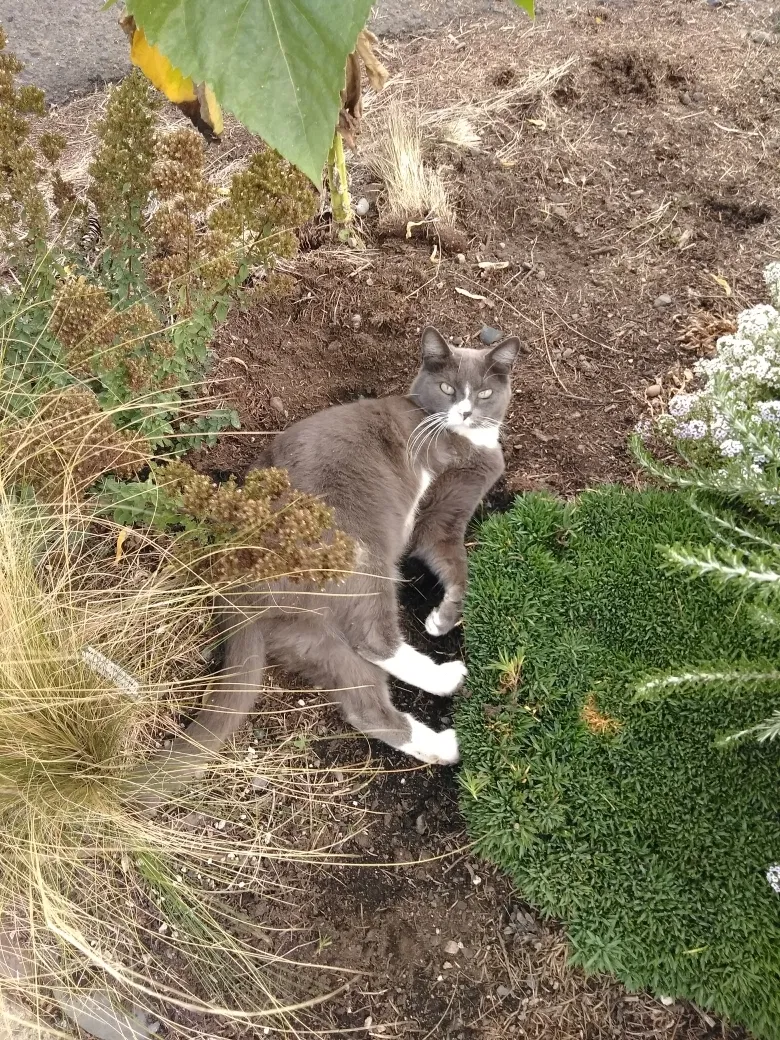 Lost cat in Portland, OR, 97218