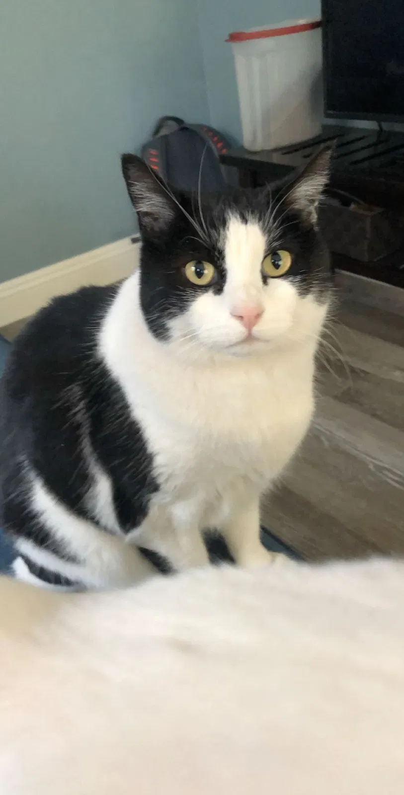 Lost cat in Las Vegas, NV, 89141