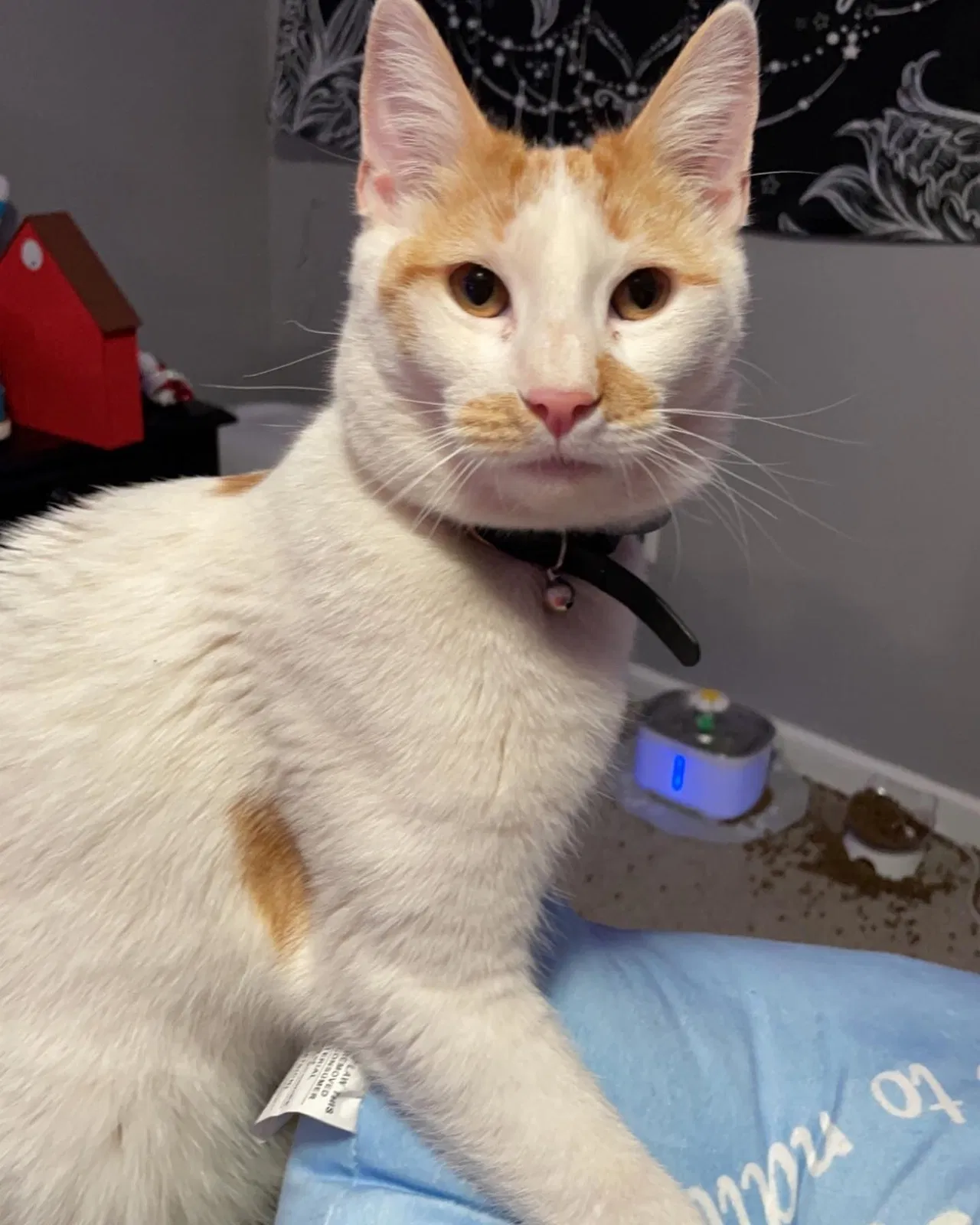 Lost cat in Oklahoma City, OK, 73130