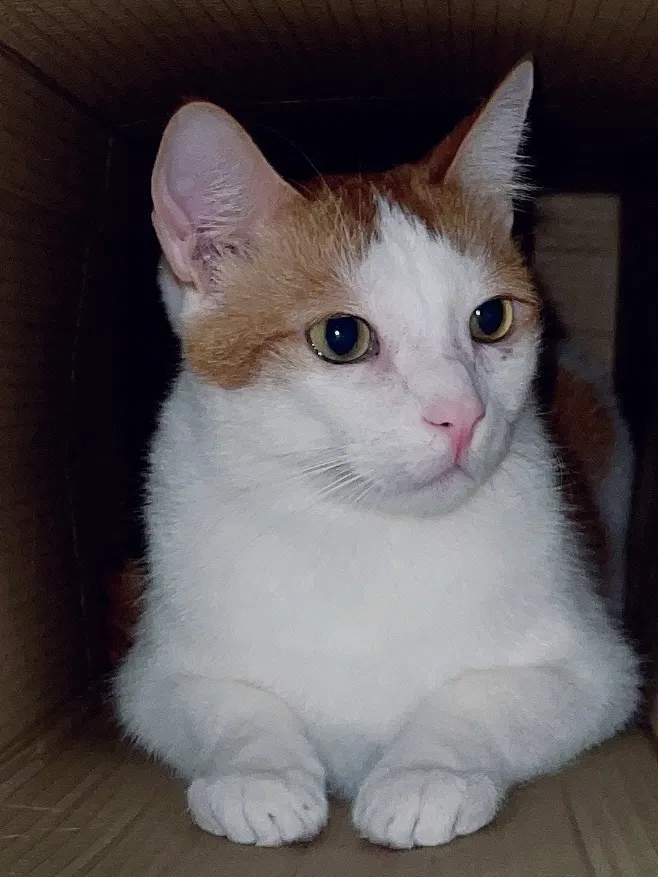 Lost cat in Fresno, CA, 93703