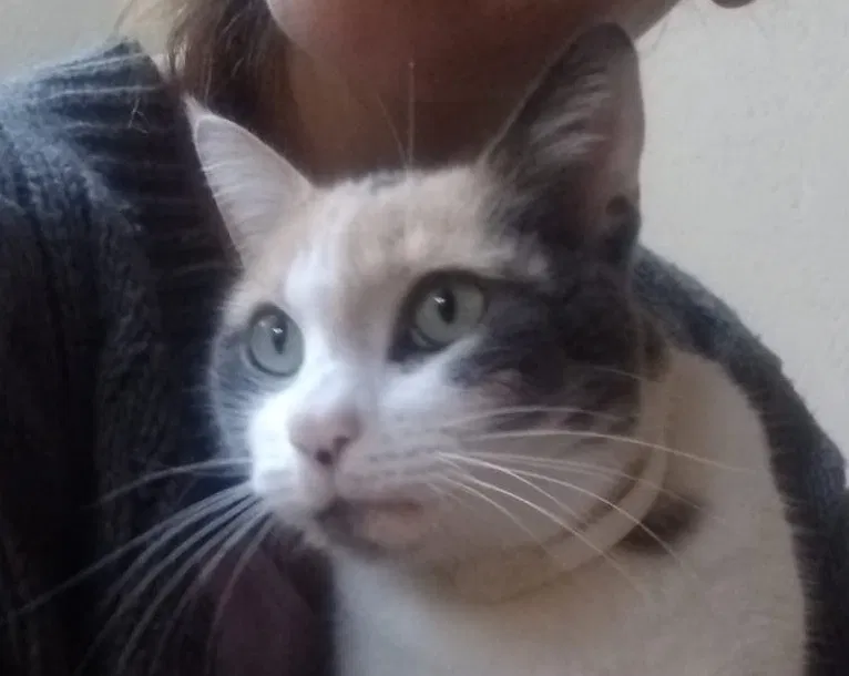 Lost cat in San Diego, CA, 92102