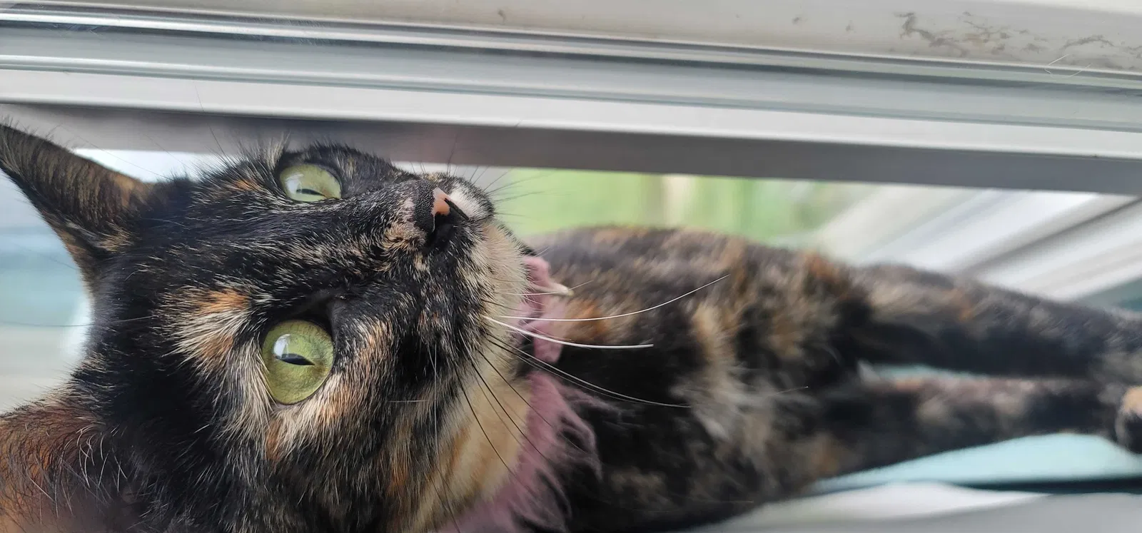 Lost cat in Sacramento, CA, 95828