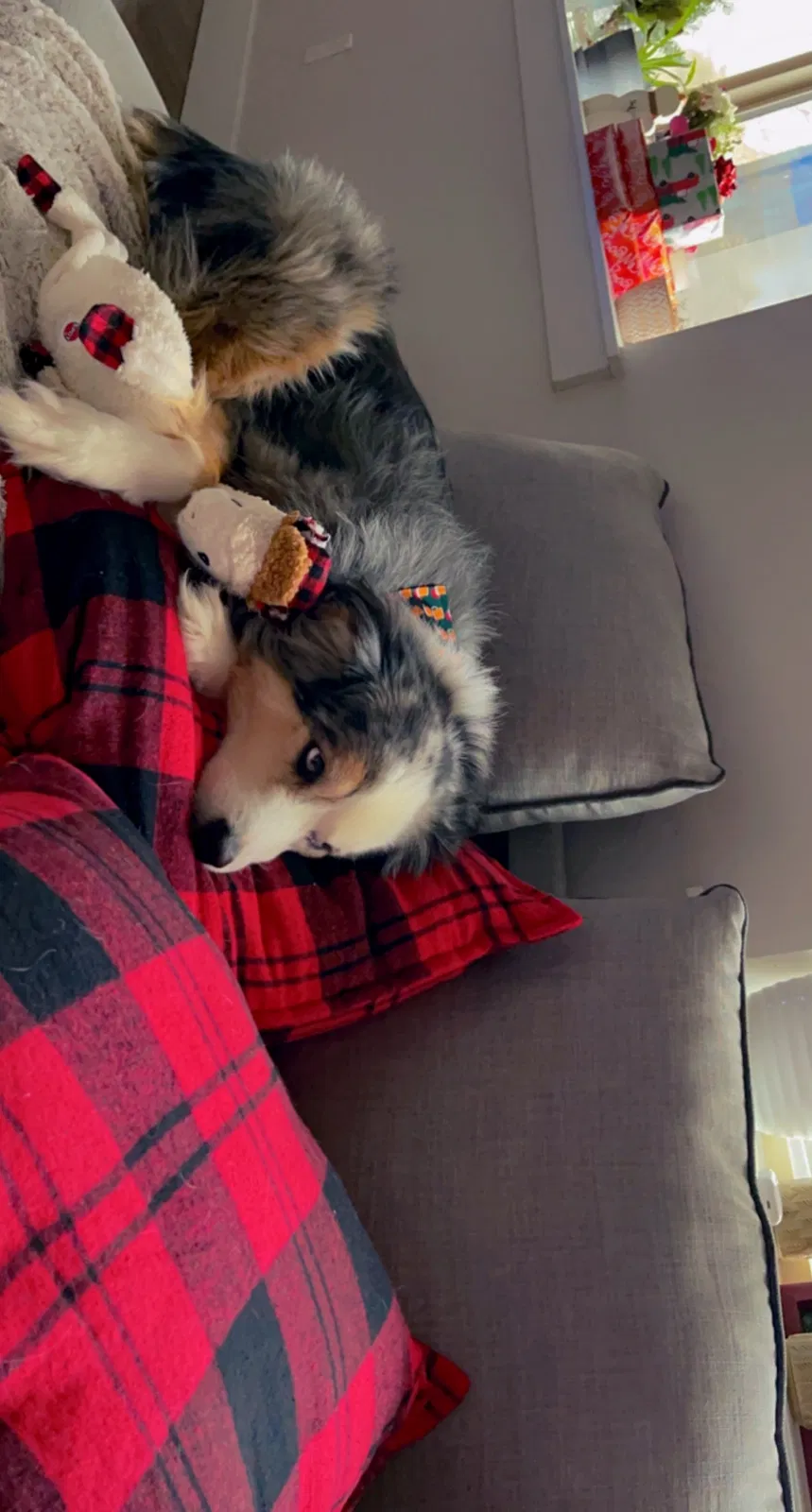 Lost dog in Nampa, ID, 83651