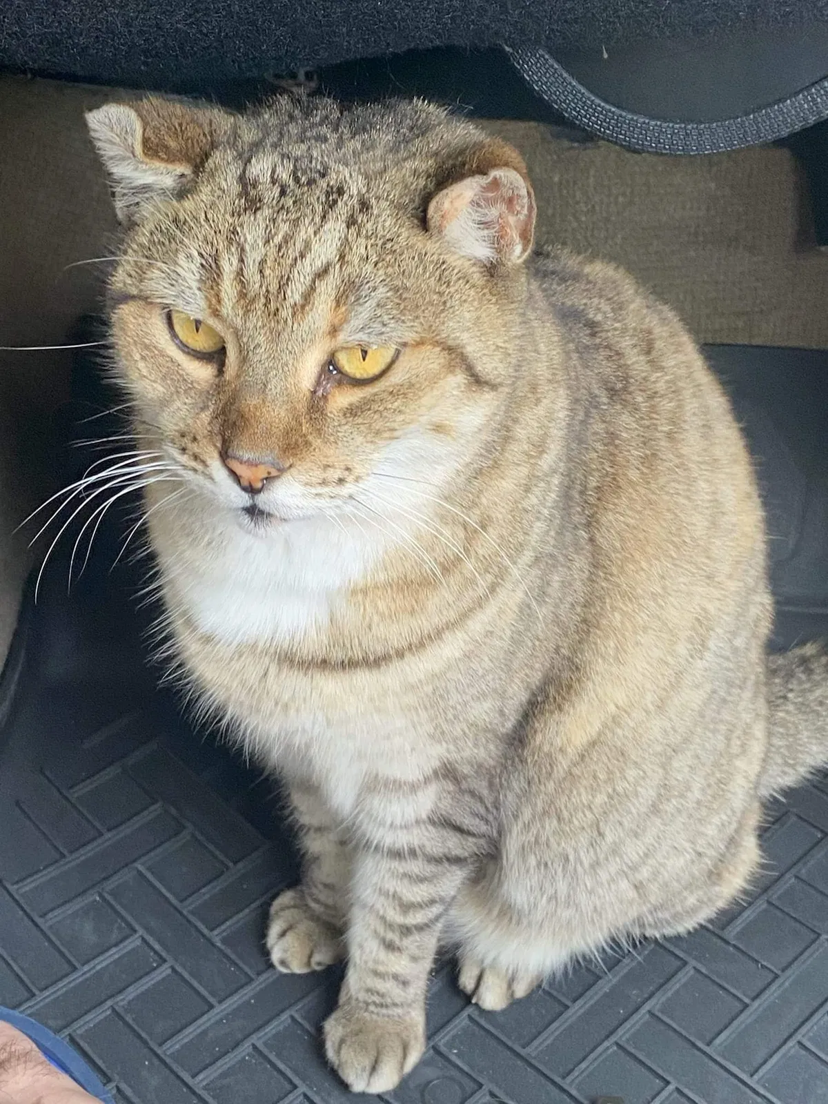 Lost cat in Miami, FL, 33185