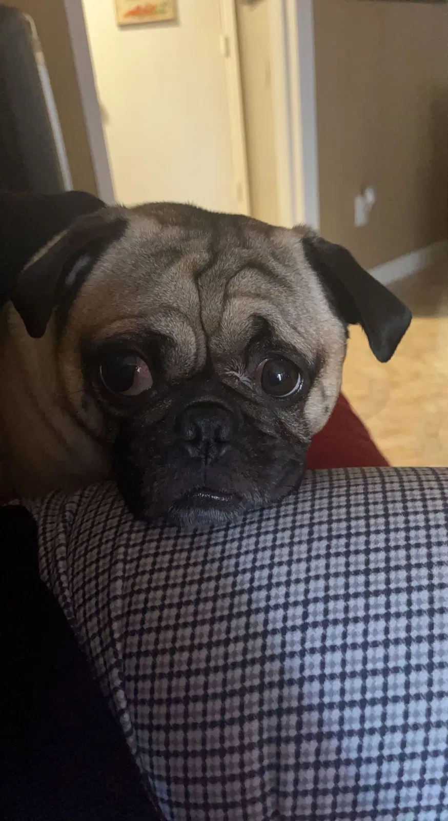 Lost dog in Houston, TX, 77083