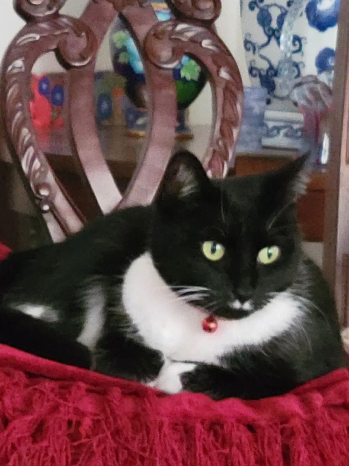 Lost cat in Savannah, GA, 31405