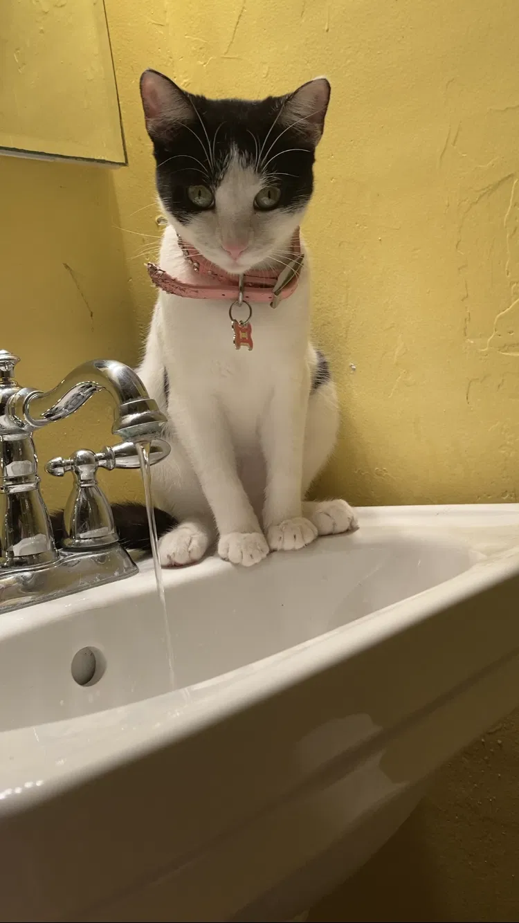 Lost cat in San Diego, CA, 92123