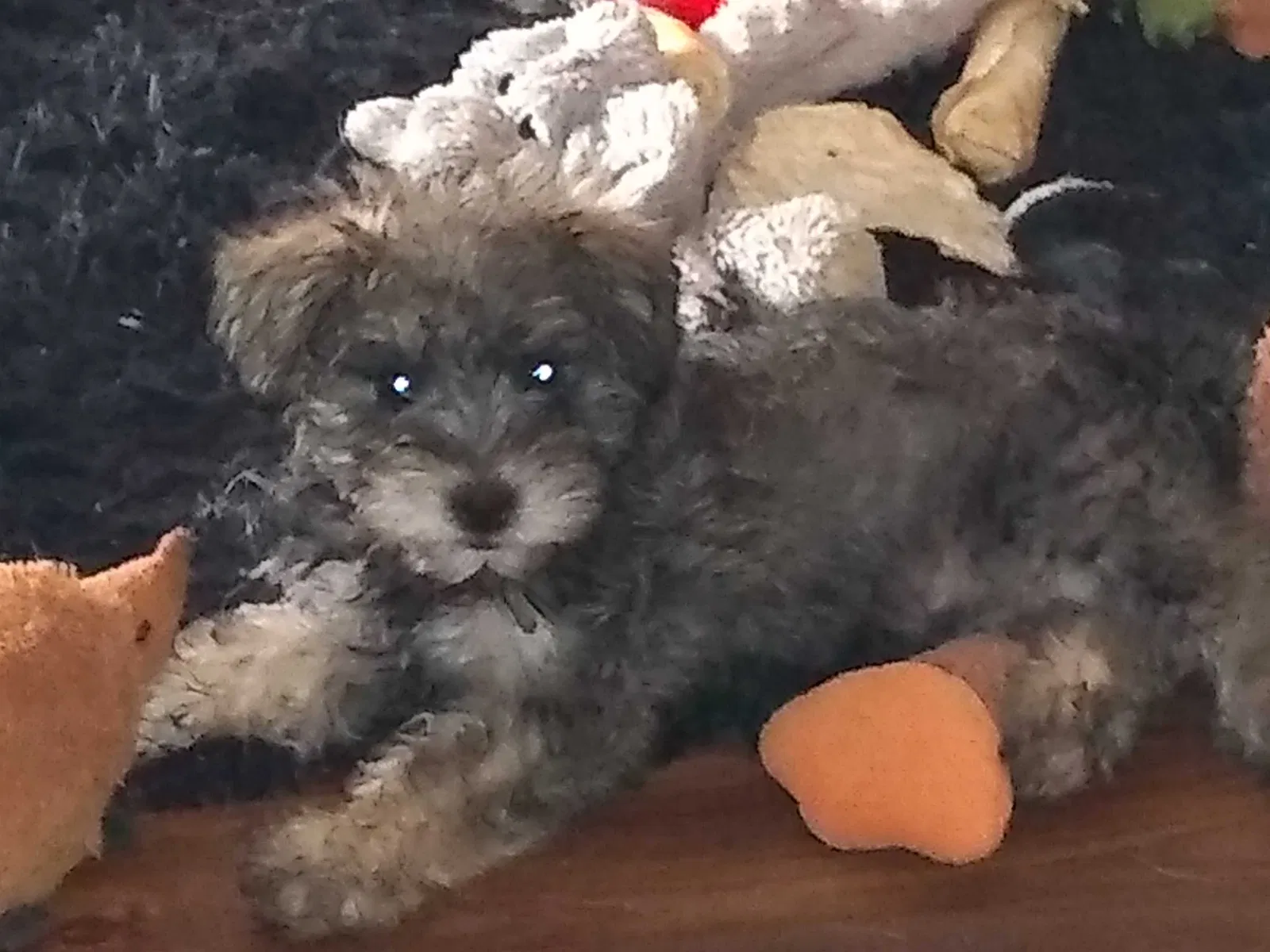 Lost dog in Indianapolis, IN, 46221