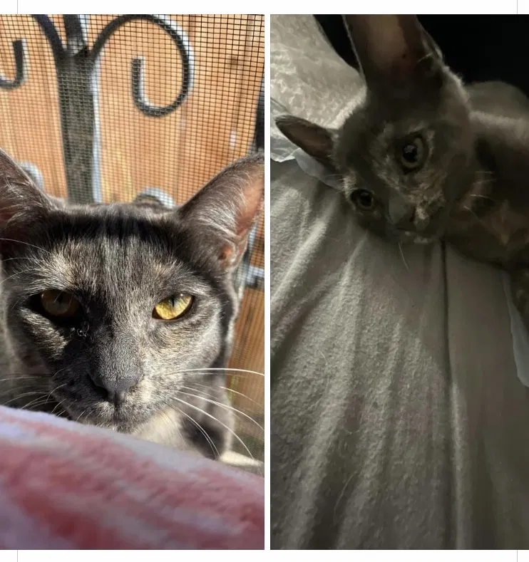 Lost cat in Los Angeles, CA, 90001
