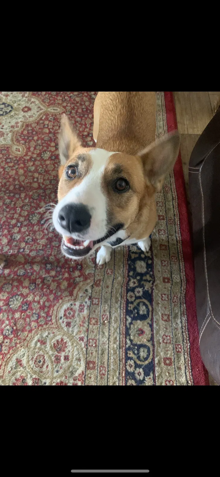 Lost dog in Albuquerque, NM, 87109