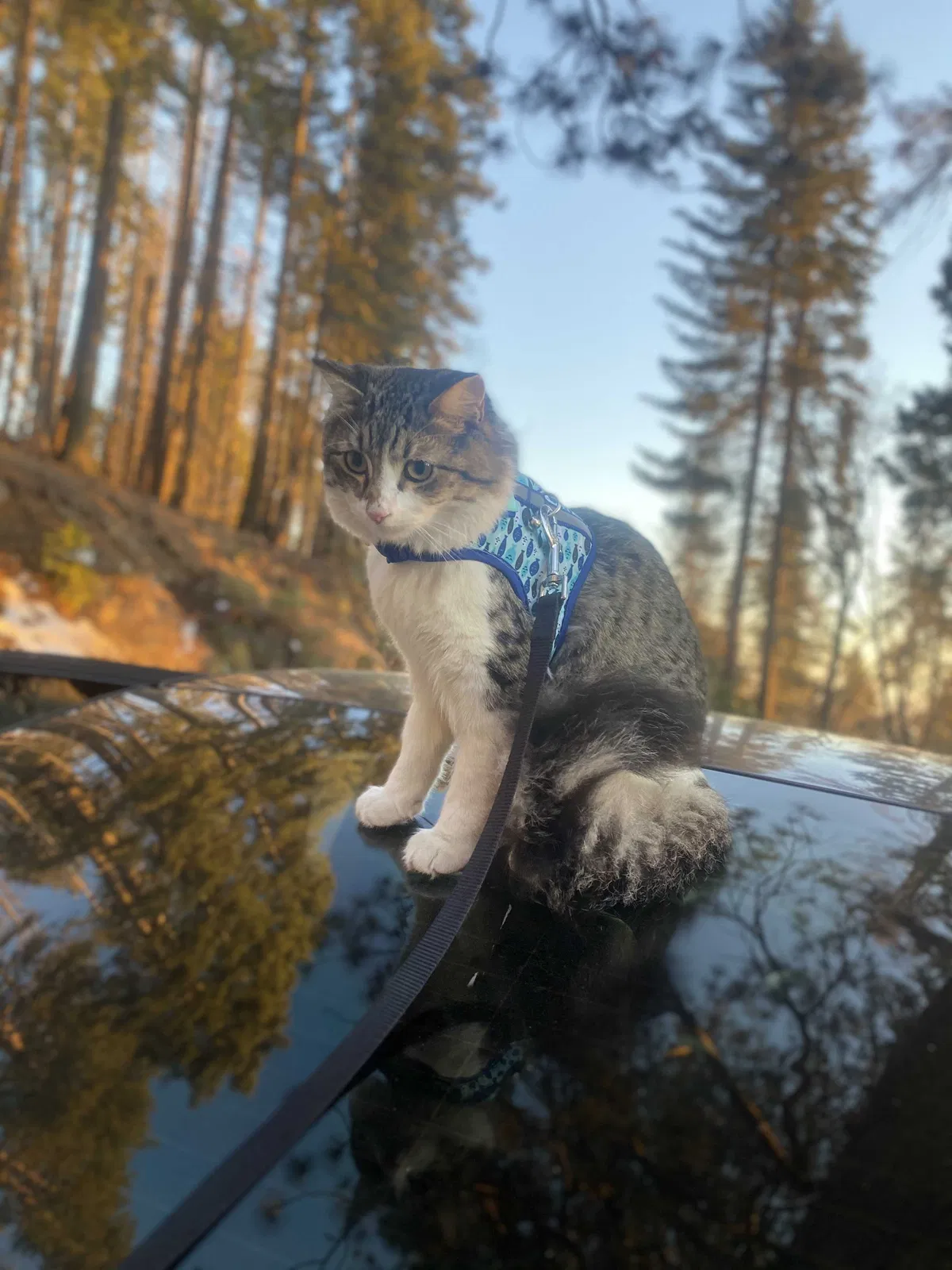 Lost cat in Bakersfield, CA, 93304