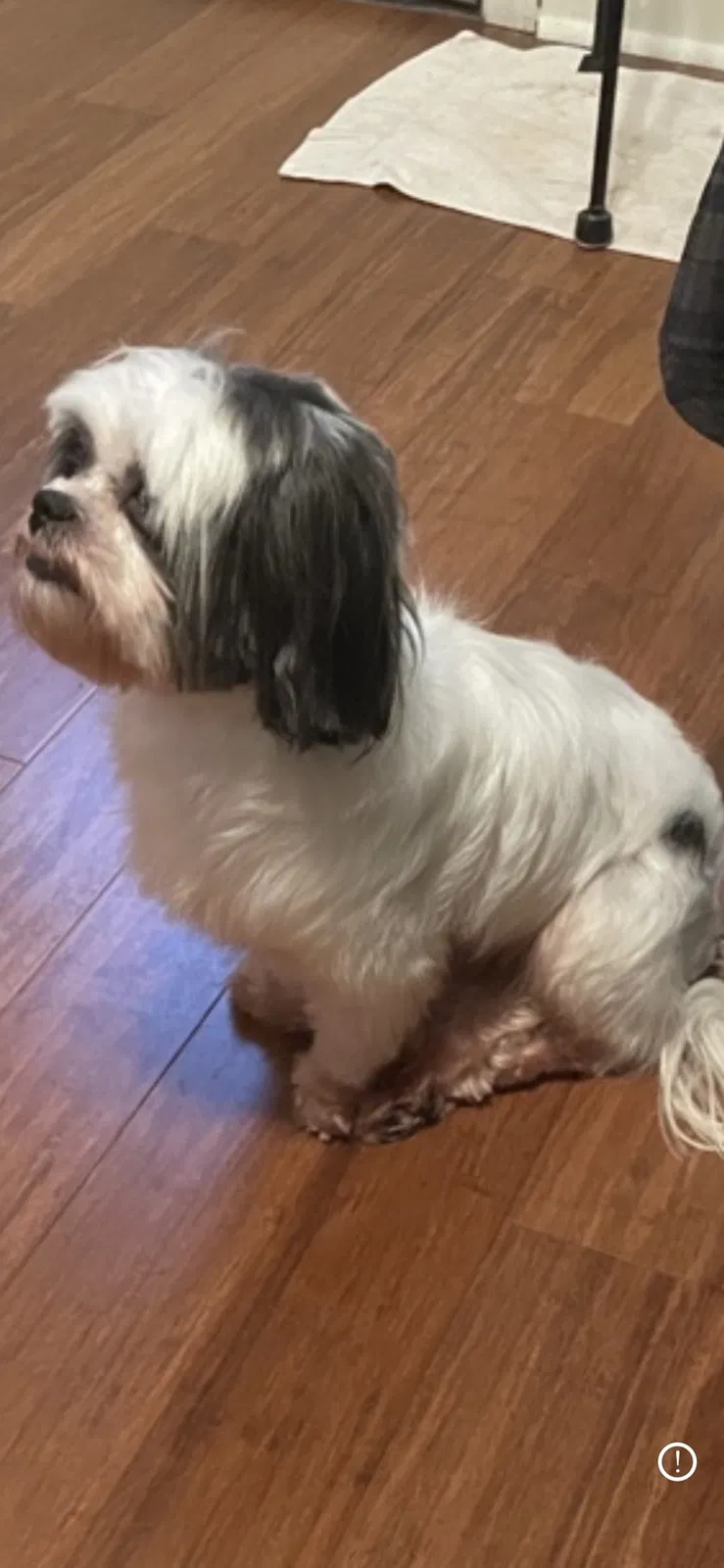 Lost dog in Stone Mountain, GA, 30088