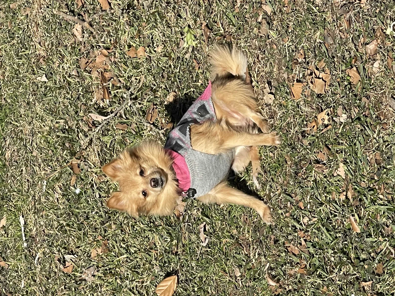 Lost dog in Waco, TX, 76705