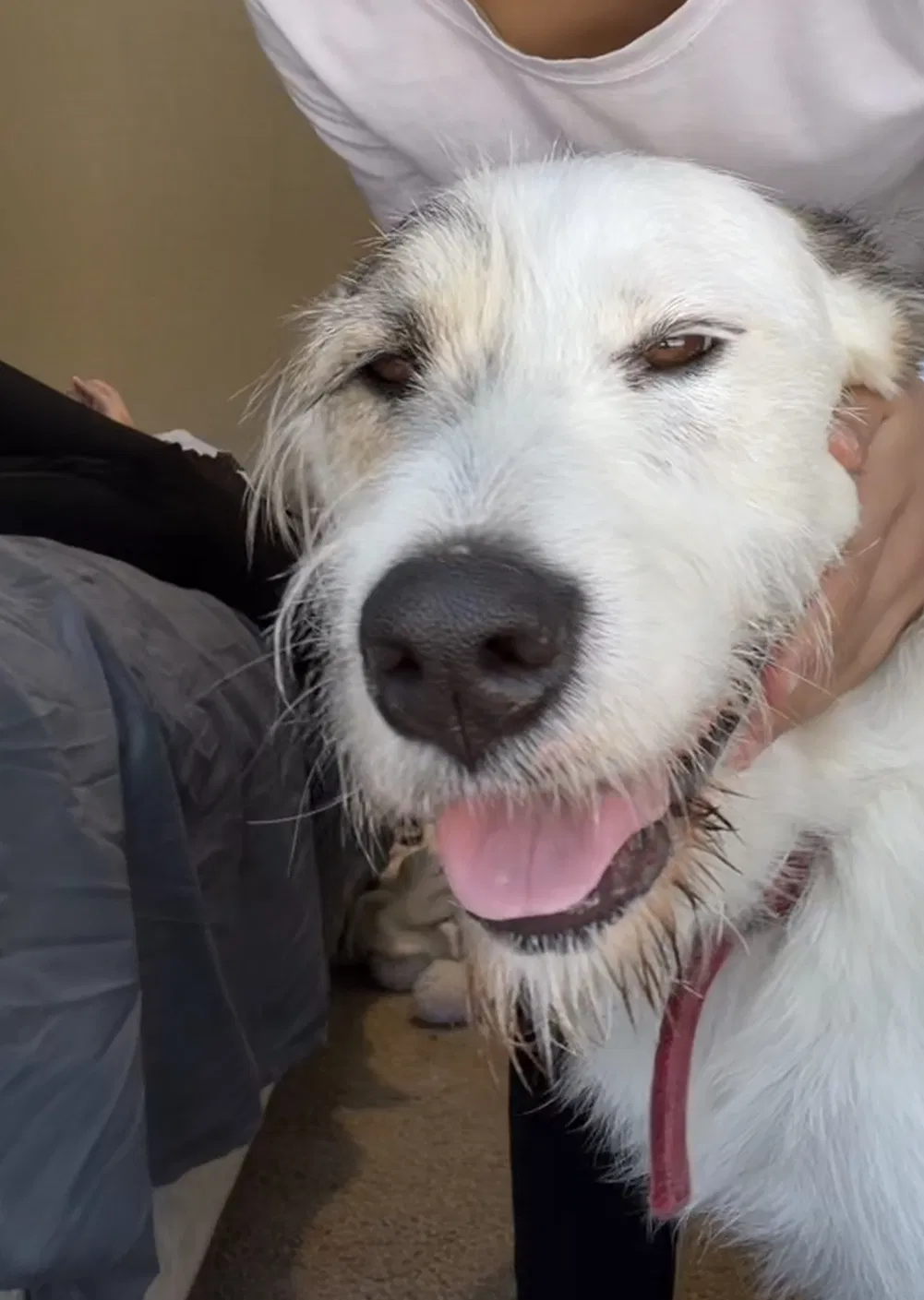 Lost dog in Bauxite, AR, 72011