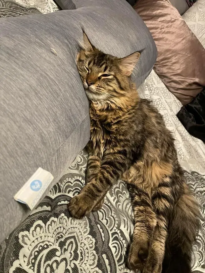 Lost cat in Independence, MO, 64055