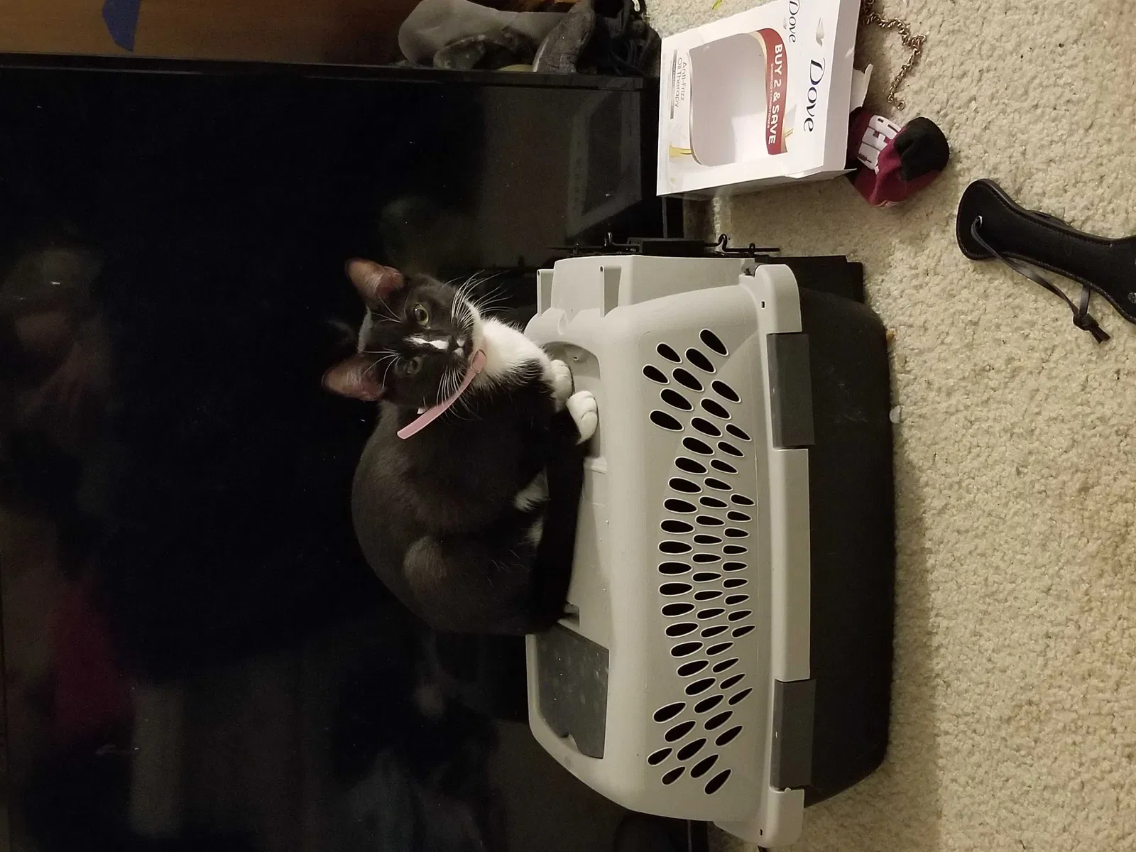 Lost cat in Wichita, KS, 67212